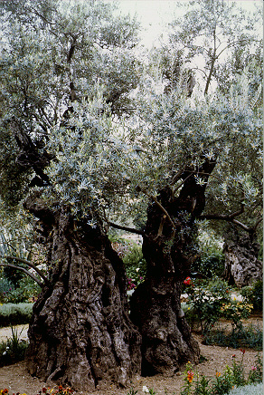 olive tree